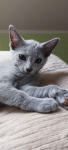 Kocięta Rosyjskie niebieskie Słupno - zdjęcie 3