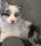 Border coliie ZKwP FCI