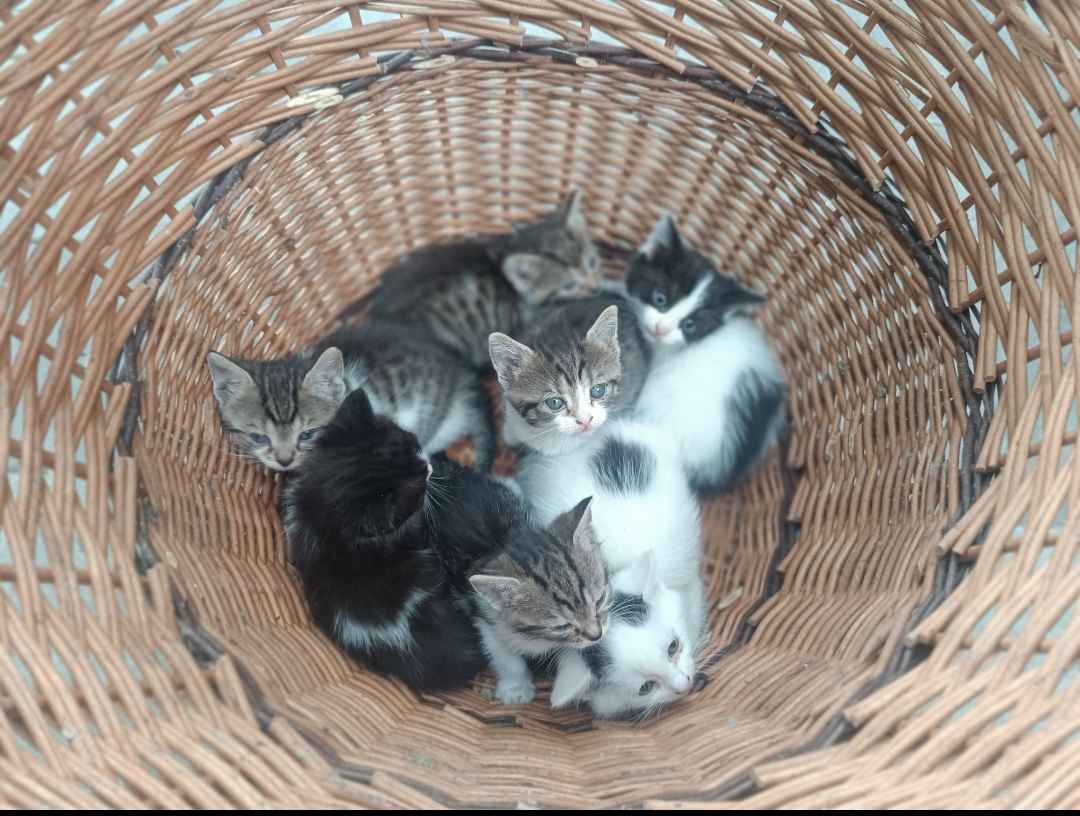 Kotki do oddania Wysoka Głogowska - zdjęcie 2