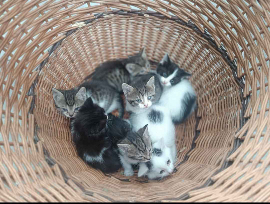 Kotki do oddania Wysoka Głogowska - zdjęcie 2