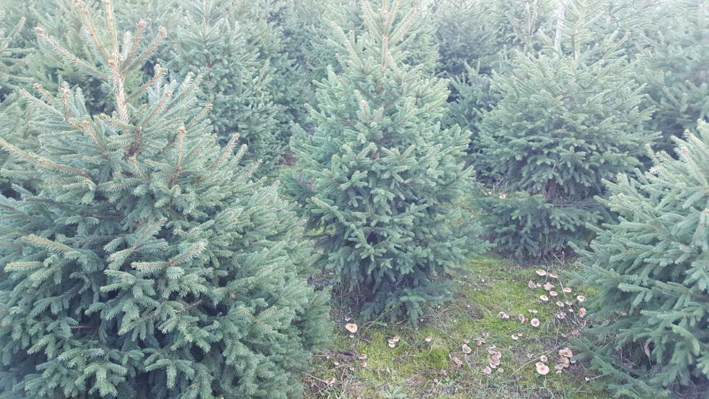 Choinki formowane z własnej plantacji. Rębków - zdjęcie 2