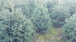 Choinki formowane z własnej plantacji. Rębków - zdjęcie 2