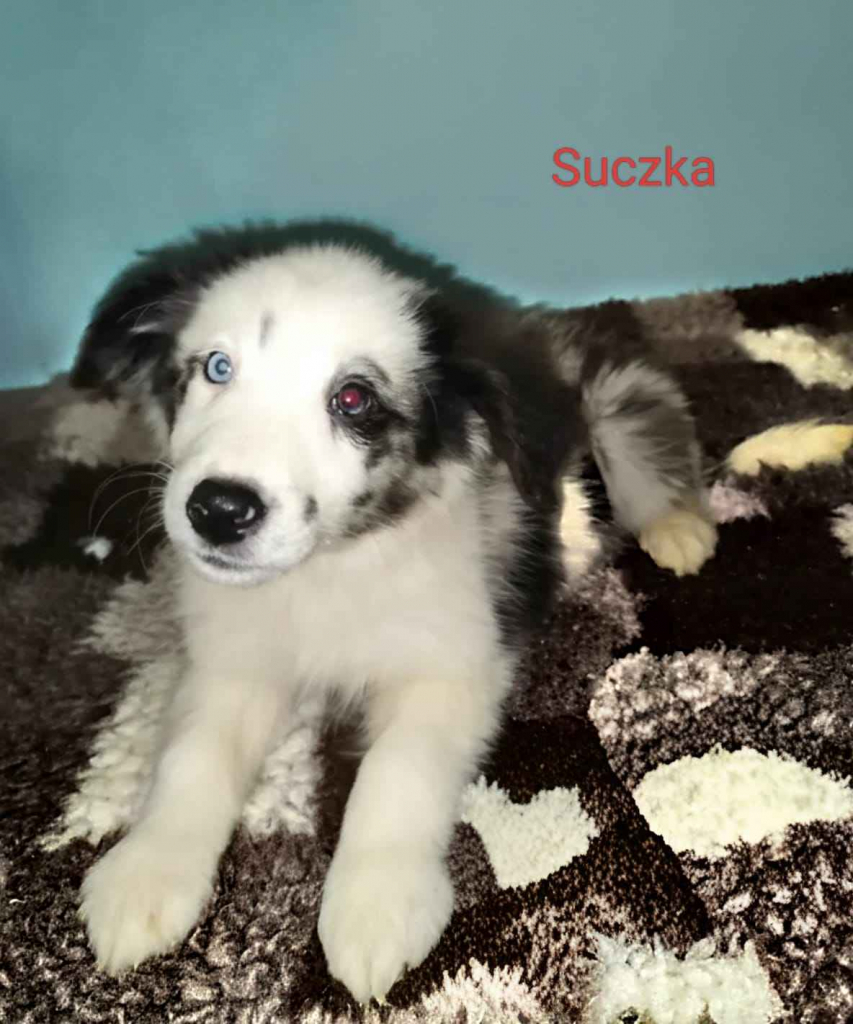 sprzedam suczki rasy Border collie Nowe Miasto nad Pilicą - zdjęcie 5