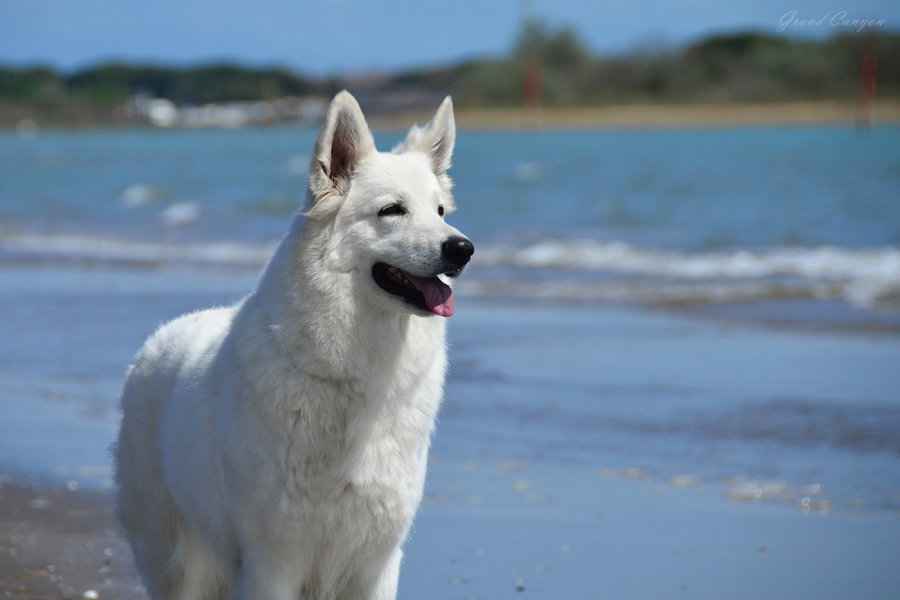 Biały Owczarek Szwajcarski Skała - zdjęcie 7