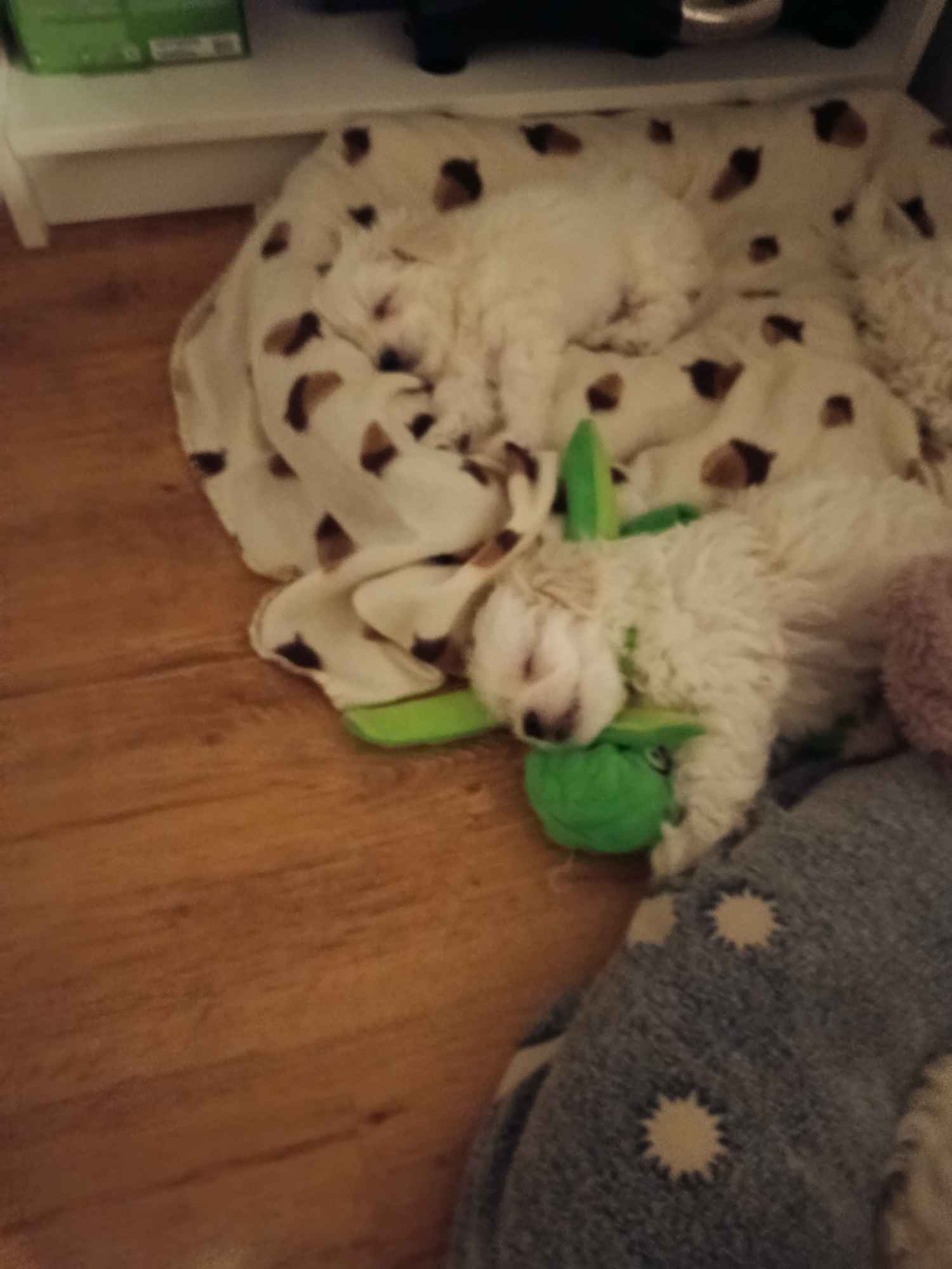 Pieski szukają domków Wyszków - zdjęcie 5