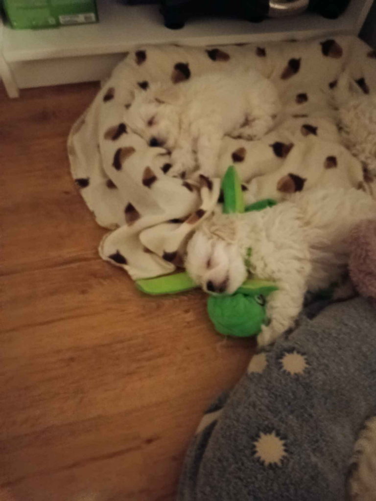 Pieski szukają domków Wyszków - zdjęcie 5