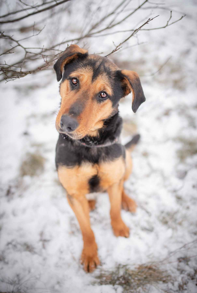 Felicja - psi anioł szuka domu na zawsze! Olsztyn - zdjęcie 4