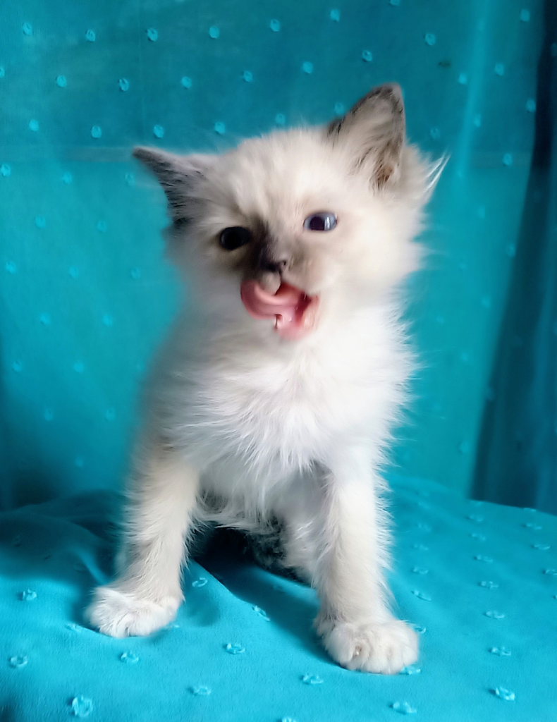 Kocurek Ragdoll z rodowodem i wyprawką Górna - zdjęcie 1