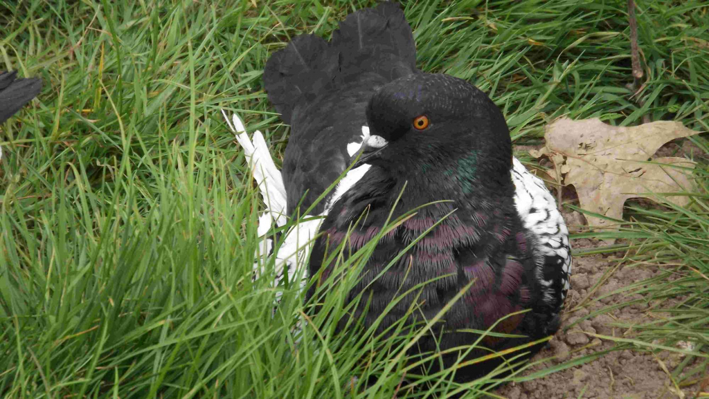 SPRZEDAM GOŁĘBIE Podborze - zdjęcie 6