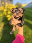 Sprzedam yorkshire terrier suczki Lubawa - zdjęcie 6