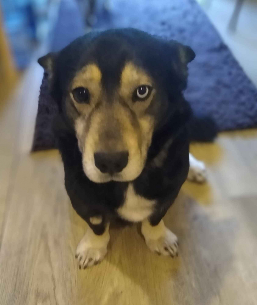 Minihusky, miastowy, wychowany CORGI mix Olsztyn - zdjęcie 1