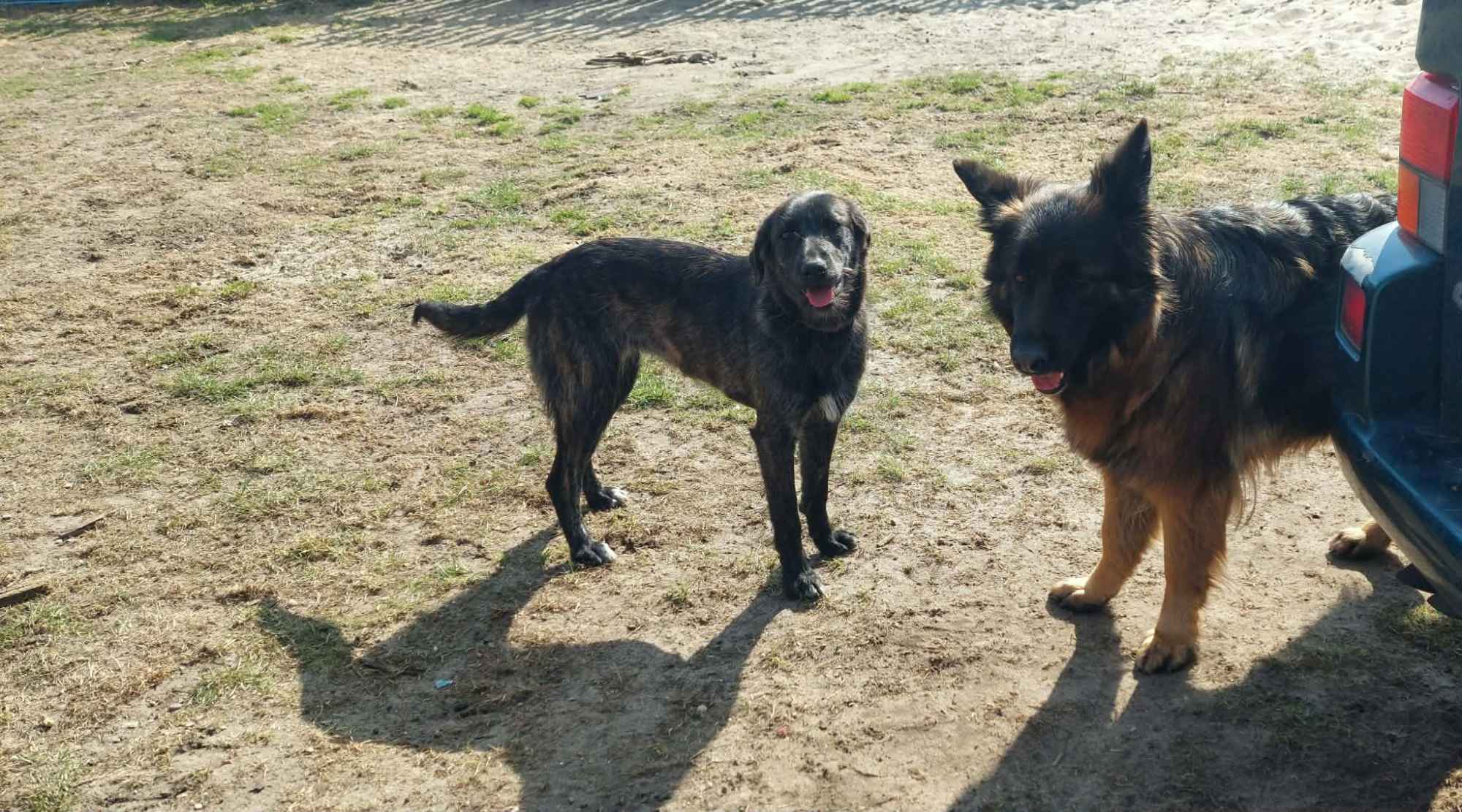 Beza - cudowna, młodziutka, niekonfliktowa sunia! Olsztyn - zdjęcie 6