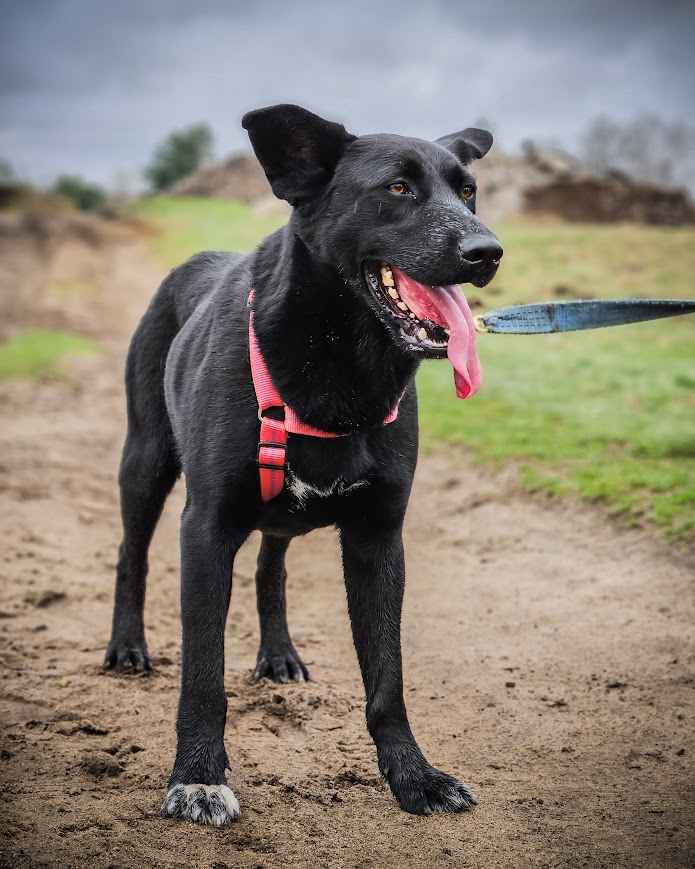 Majestatyczny, turbo aktywny, młody psiak do adopcji! :) Bielany - zdjęcie 3