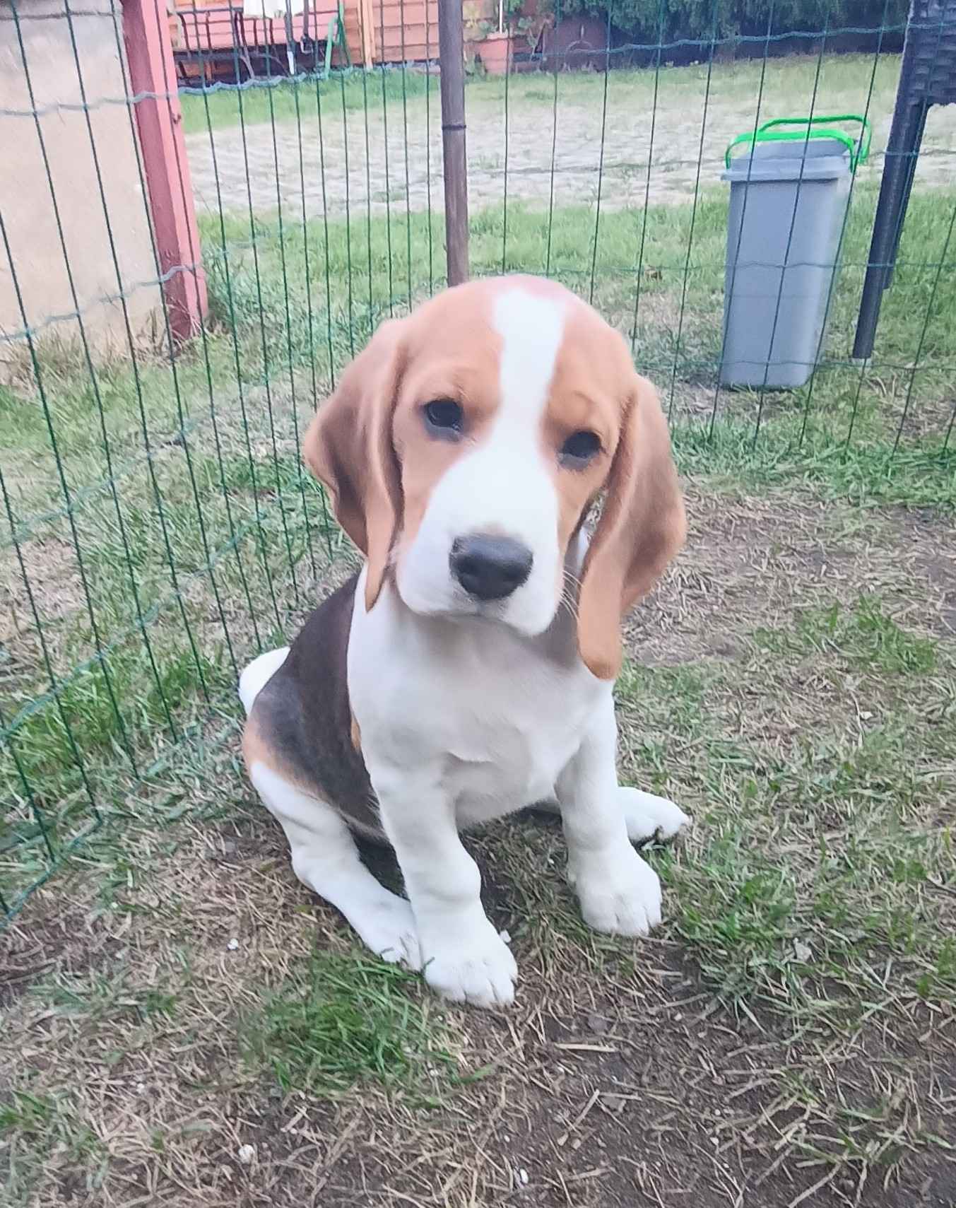 Szczenię Beagle ZwKwP z rodowodem,suczka GOTOWA DO ODBIORU Konopiska - zdjęcie 3