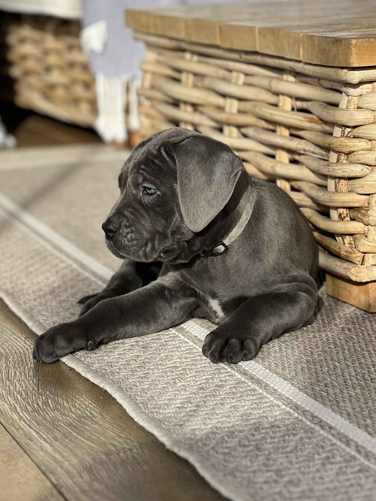 Cane Corso szczeniaki maści błękitnej ur. 06.09.2024 Koźminek - zdjęcie 4