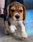 Szczeniaki Beagle tricolor ZKwP Częstochowa