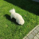 Bichon Frese / FCI Pilzno - zdjęcie 2