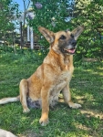 Fiona - nieduża, rodzinna, niekonfliktowa sunia! Olsztyn - zdjęcie 7