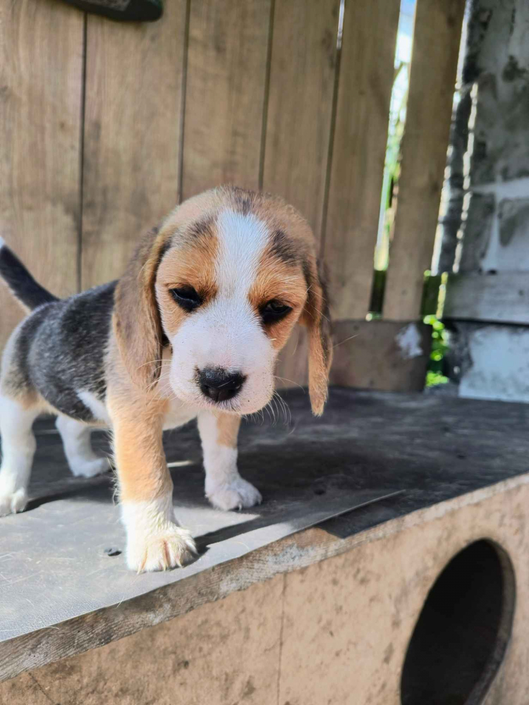 Beagle szczenieta Busko-Zdrój - zdjęcie 1