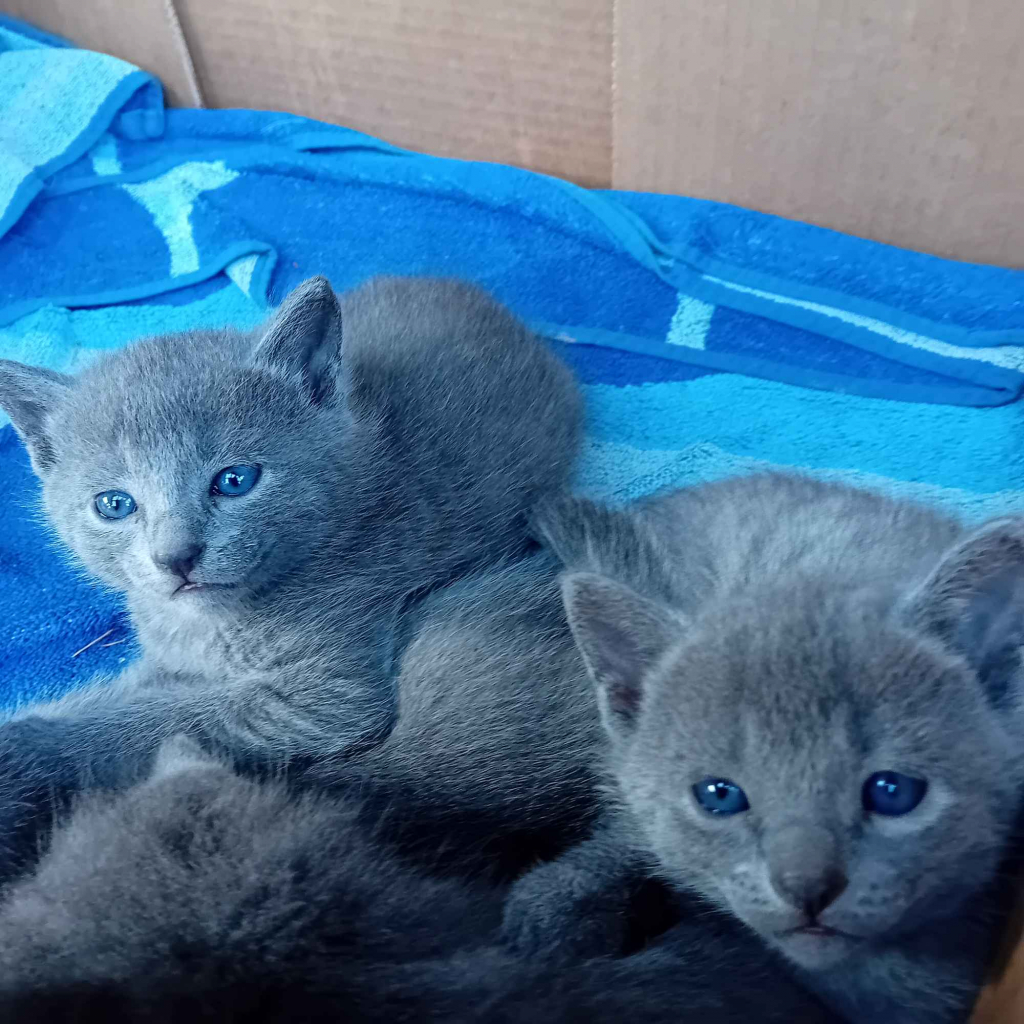 Sprzedam kocięta rasy rosyjskie niebieskie Starogard Gdański - zdjęcie 5