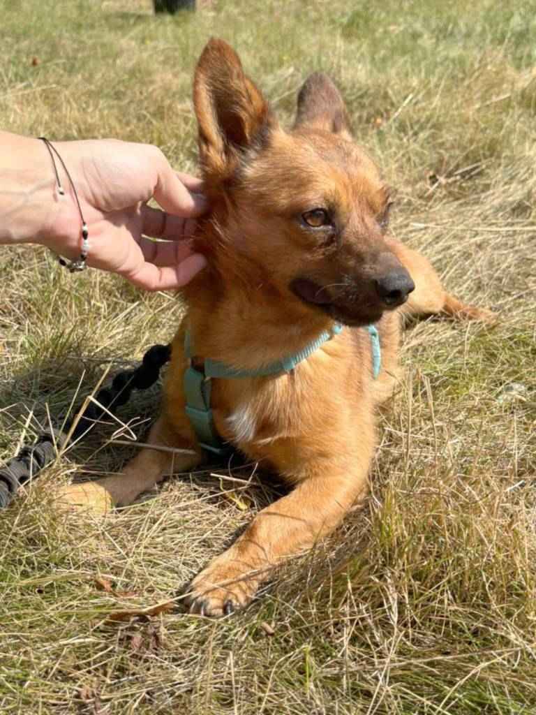 HENIO maleńki grzeczny piesek szuka  domu Mszczonów - zdjęcie 4