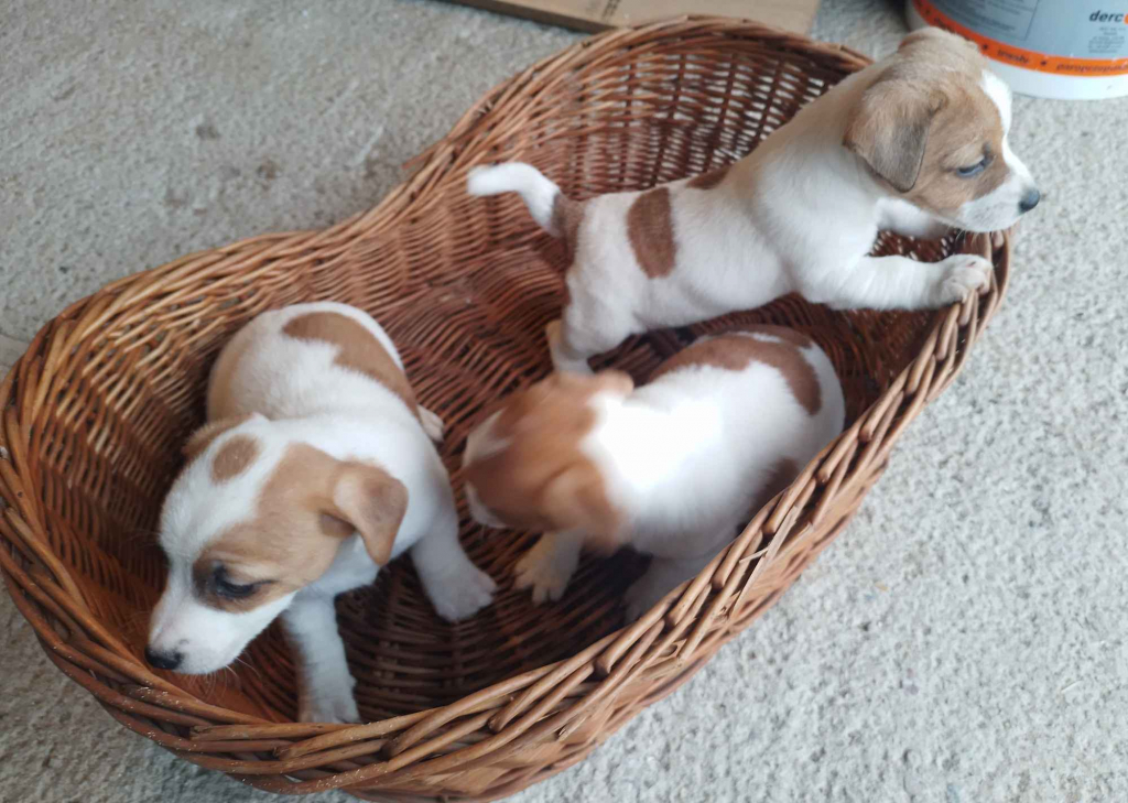 Sprzedam psa Jack russell terrier Łobodno - zdjęcie 1