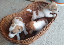 Sprzedam psa Jack russell terrier