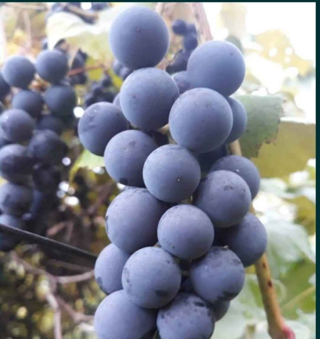 Winogrono ciemne Lutomiersk - zdjęcie 1