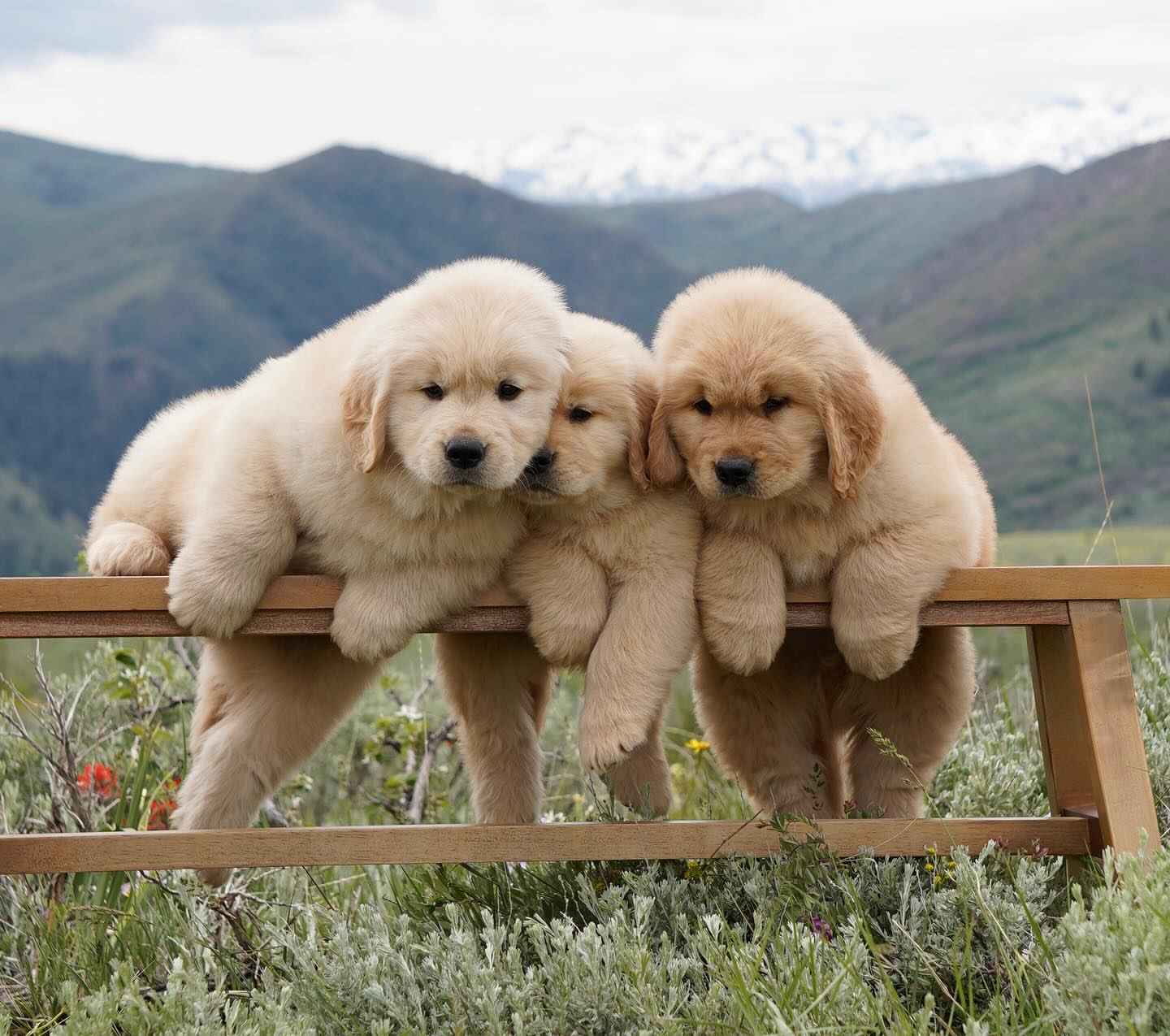 Złoty Retriver Krokowa - zdjęcie 2