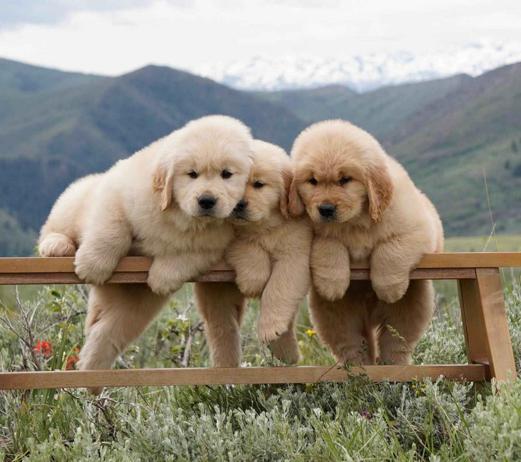 Złoty Retriver Krokowa - zdjęcie 2