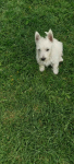 Szczeniaczek chłopiec West Highland White Terrier ZKwP FCI Daszewice - zdjęcie 3