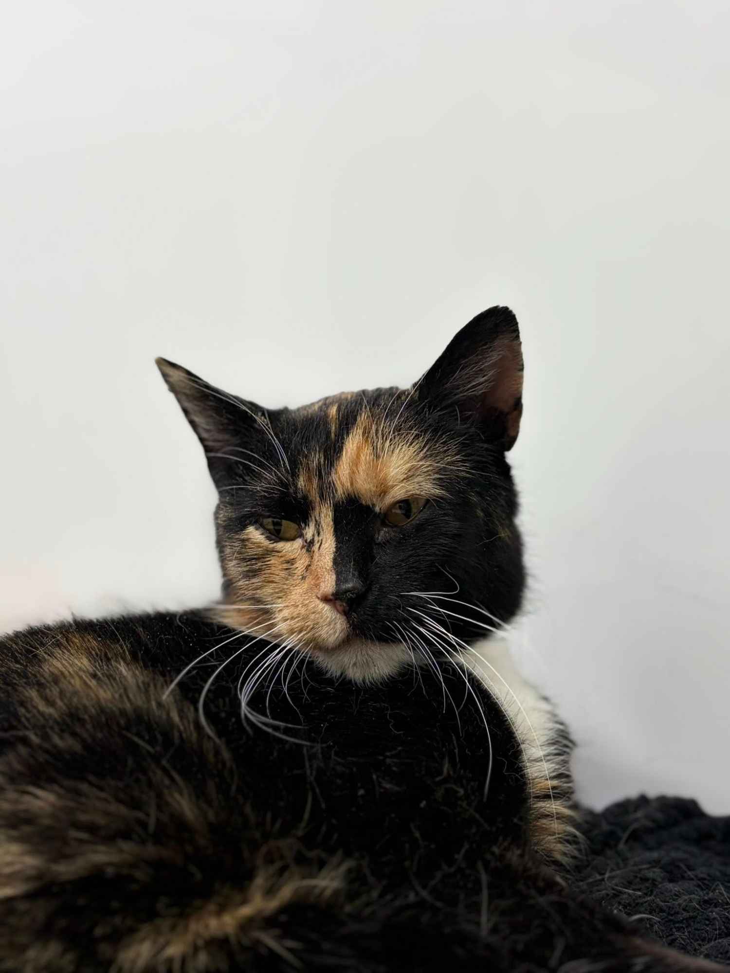 AMber - cudna szylkretka szuka domu! Olsztyn - zdjęcie 2