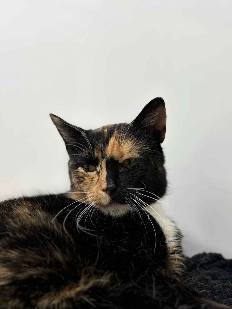 AMber - cudna szylkretka szuka domu! Olsztyn - zdjęcie 2