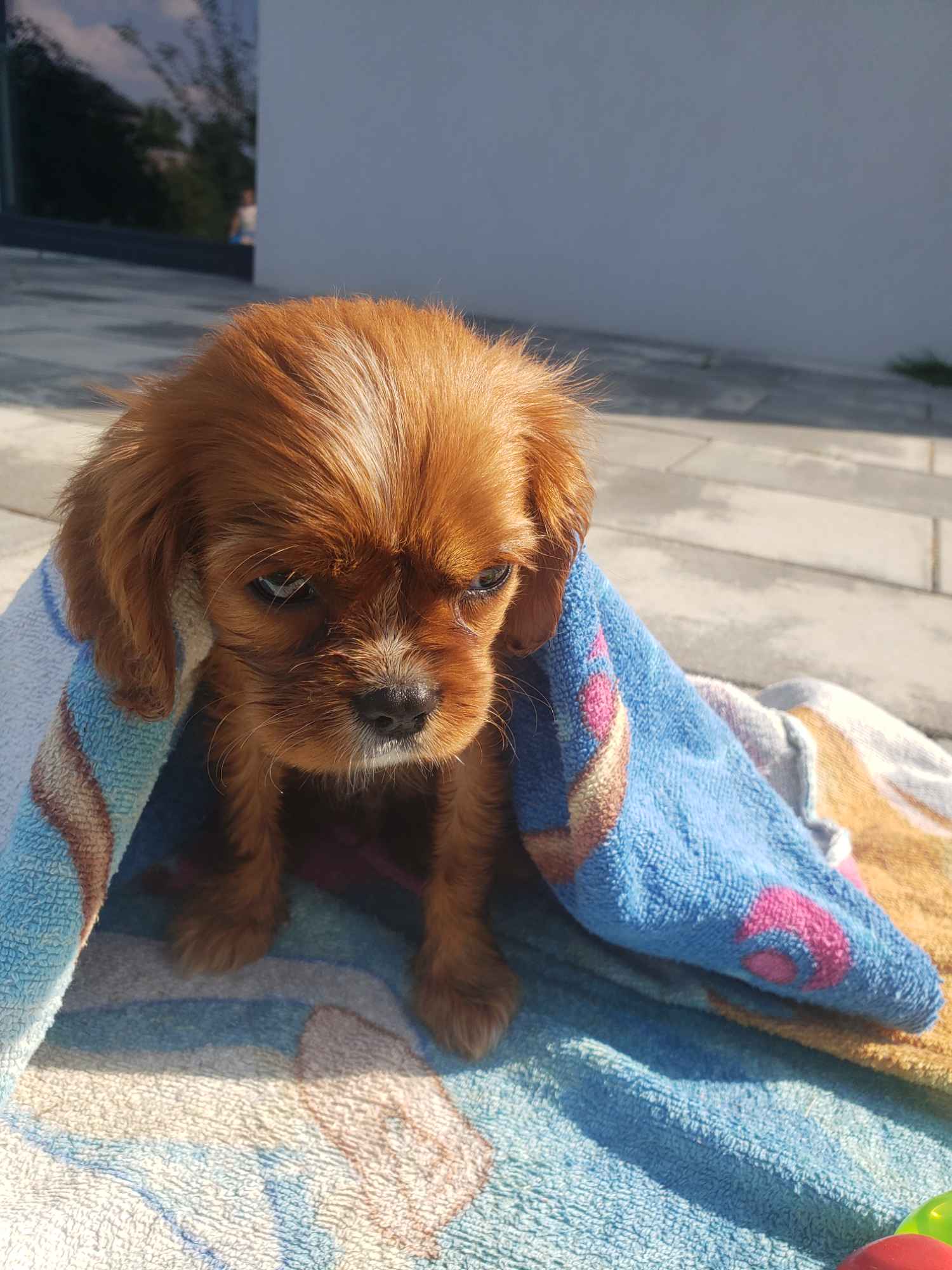 Cavalier king charles spaniel Łomża - zdjęcie 2