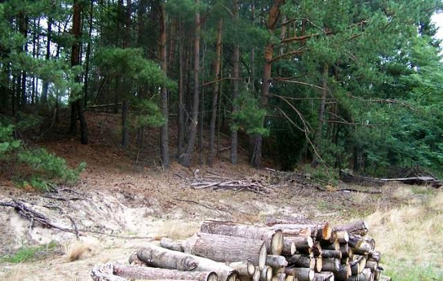 Zainwestuj na obszarze Natura 2000 Puszcza Notecka Marylin - zdjęcie 5