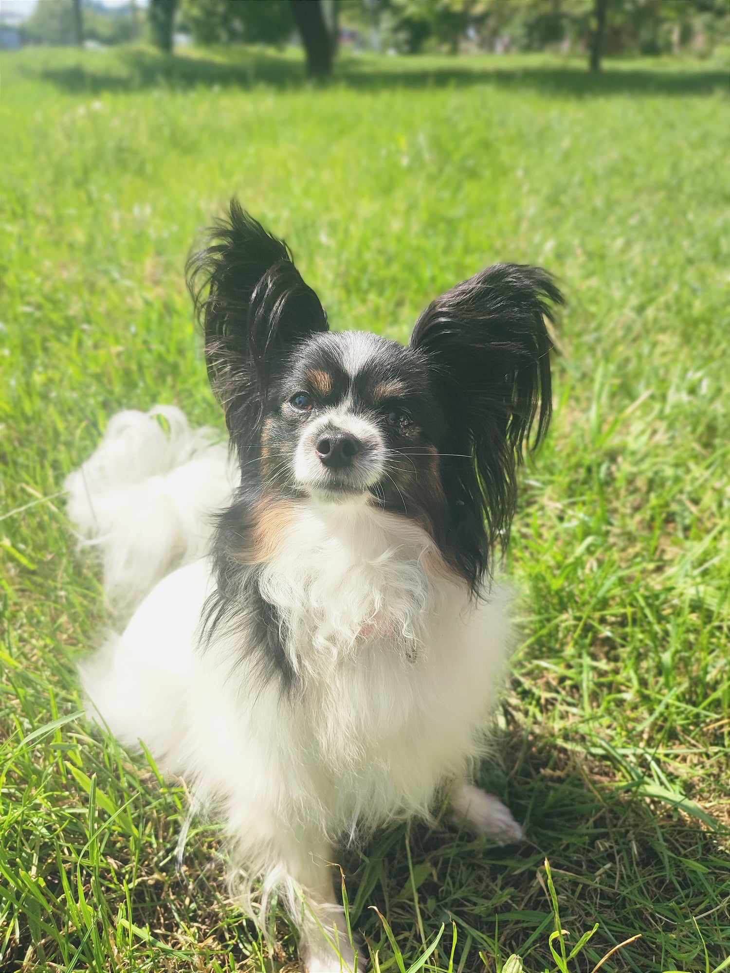 Papillon - tricolor Szczecin - zdjęcie 4