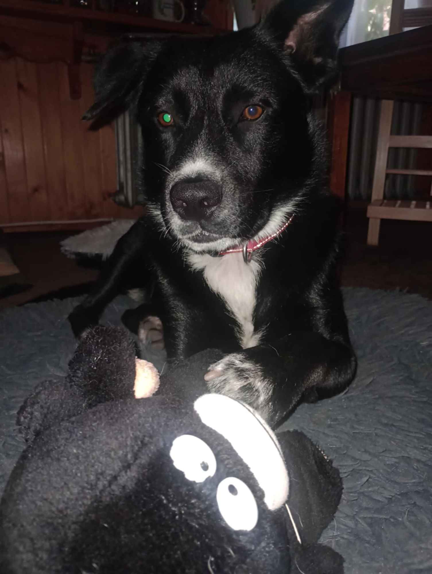 Atos - roczny, niekonfliktowy, przyjazny psiak Olsztyn - zdjęcie 5