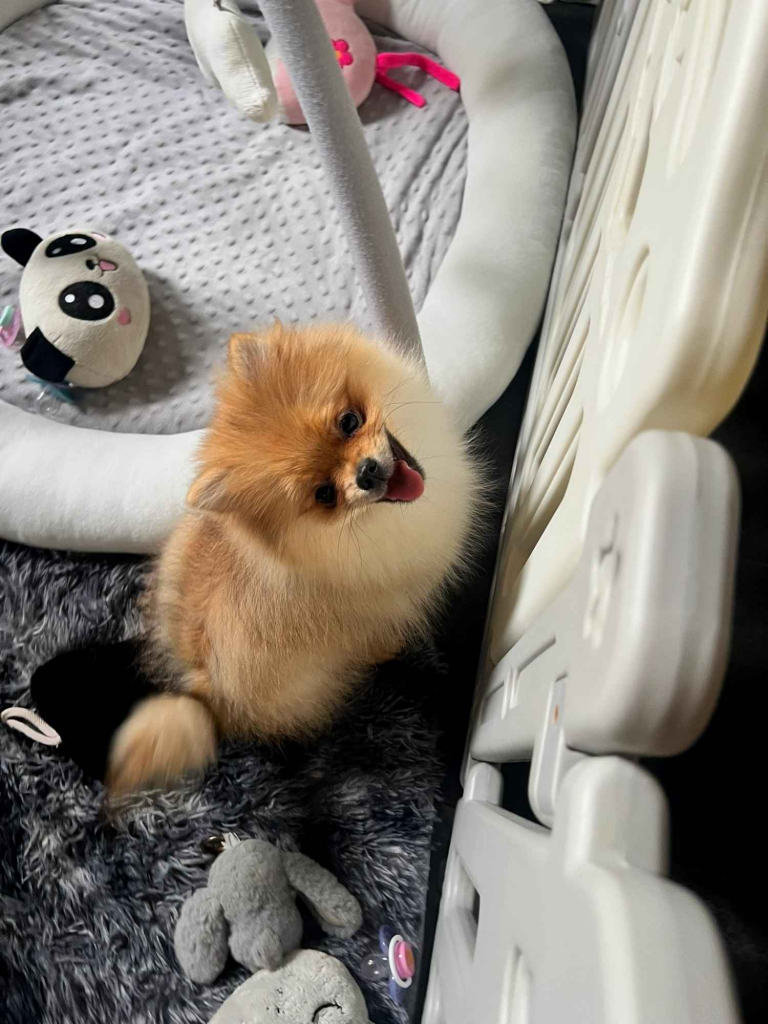 Szpic miniaturowy, Pomeranian - ORANGE Widzew - zdjęcie 3