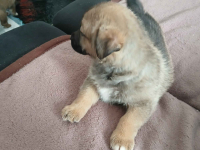 Oddam w dobre ręce Sanniki - zdjęcie 2