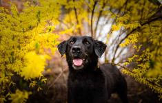 Uśmiechnięty Portos w typie labradora szuka domu! Olsztyn - zdjęcie 4