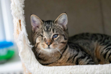 Bigos i Kliper, słodkie kociaki do adopcji Olsztyn - zdjęcie 2