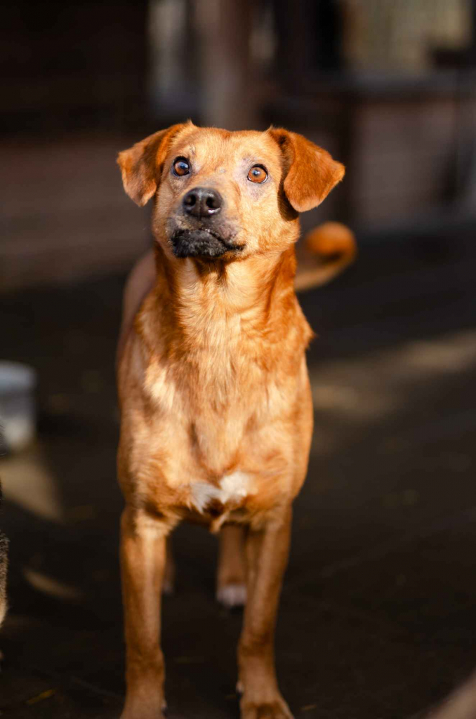 Rożek - prawdziwy diament do pokochania! Olsztyn - zdjęcie 1