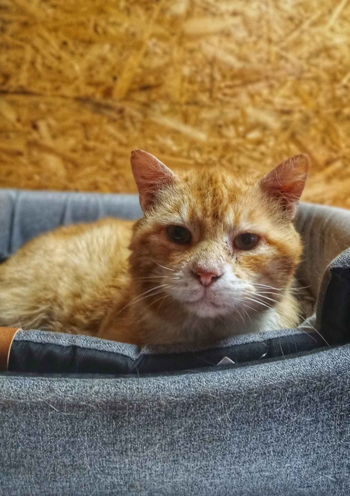 Garfield - mądry, ułożony kotek szuka domu! Olsztyn - zdjęcie 3