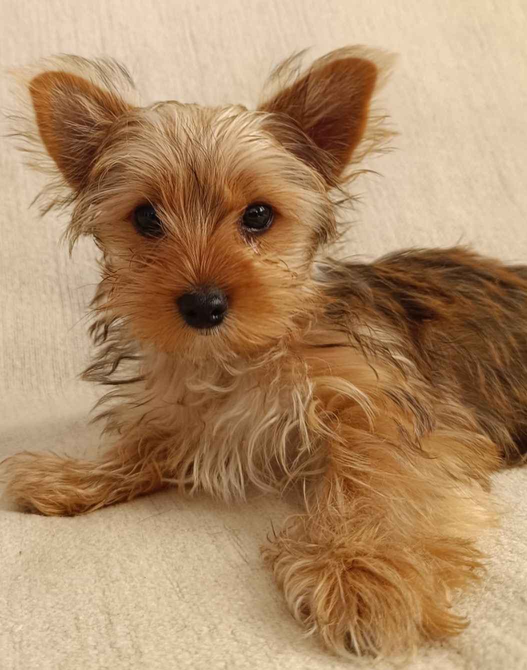 Sprzedam Yorkshire Terrier Biewer Miechów - zdjęcie 4