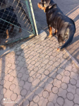 Sprzedam 6 miesięcznego Rottweilera Pisz - zdjęcie 2