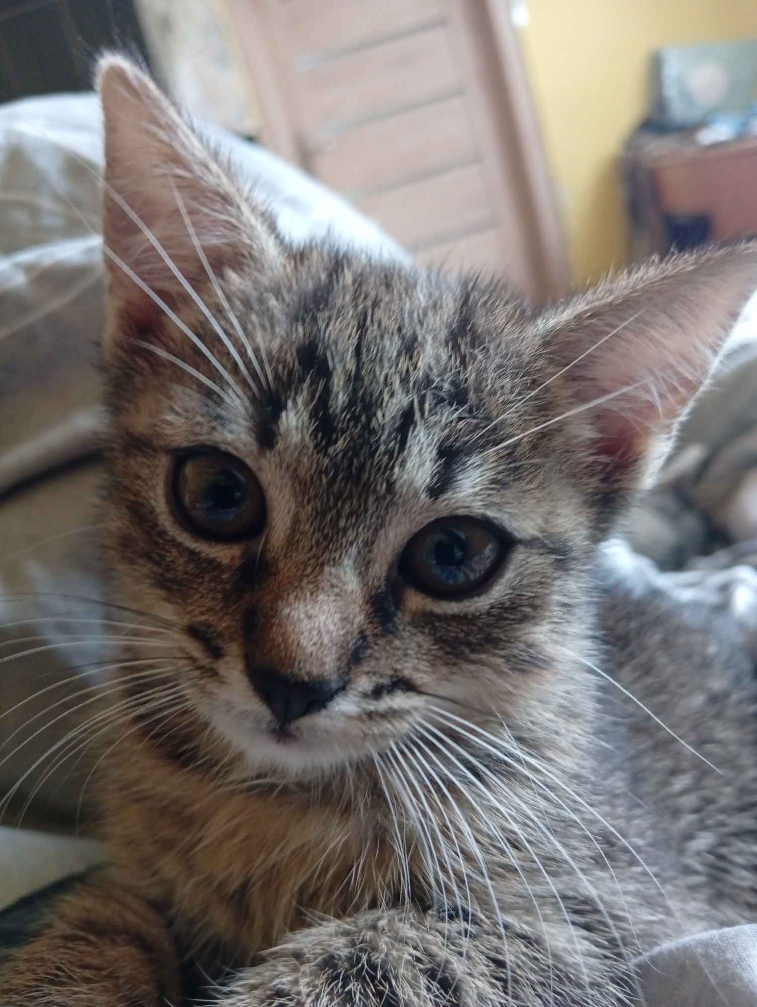 Koty do adopcji za darmo Włoszczowa - zdjęcie 3