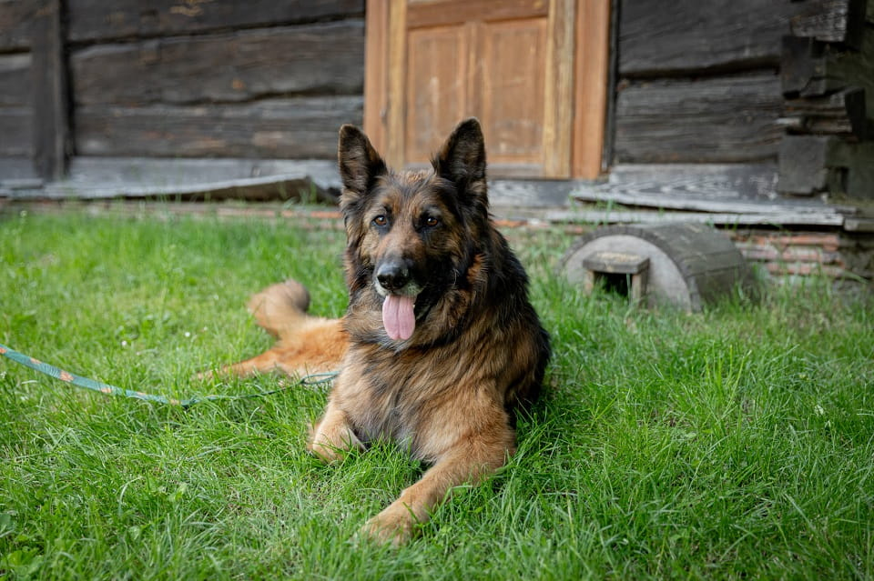 Lisa szuka serca, w którym rozkwitnie na nowo ♥️ Łętkowice - zdjęcie 3
