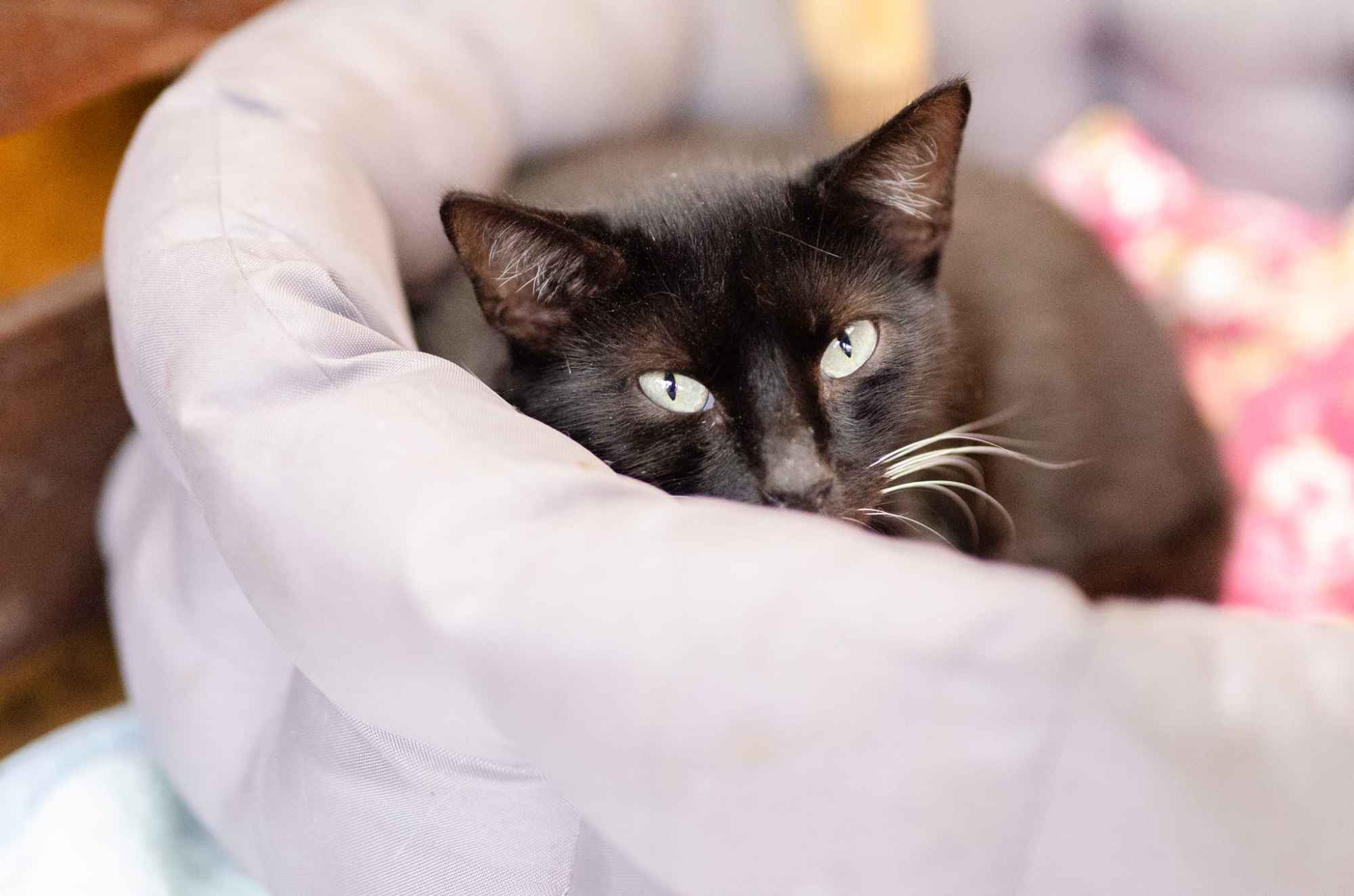 Bryś - spokojny, niekonfliktowy kotek szuka domu! Olsztyn - zdjęcie 1