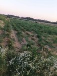 Sprzedam działkę rolną Warka - zdjęcie 2