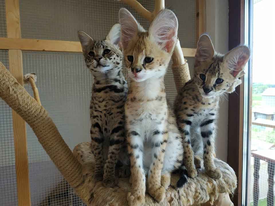 1 332 Dostępne kocięta rasy savannah i serwal Warzno - zdjęcie 11